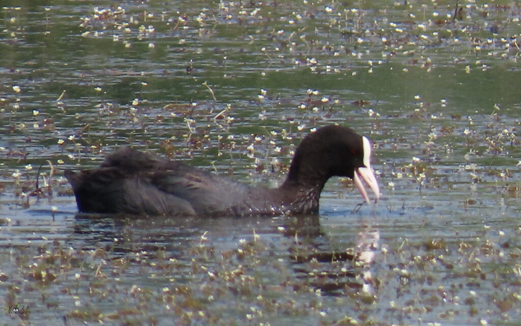    Лысуха среди цветущих лютиков. 15.06.23. Ростовская область, северо-запад. Анна Власова