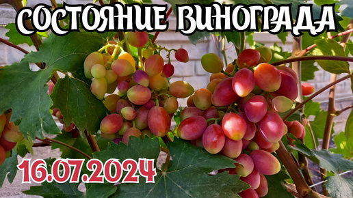 Состояние винограда на 16.07.2024 - Донбасс 🇷🇺