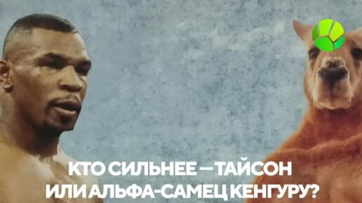 Кто сильнее — Тайсон или альфа-самец кенгуру