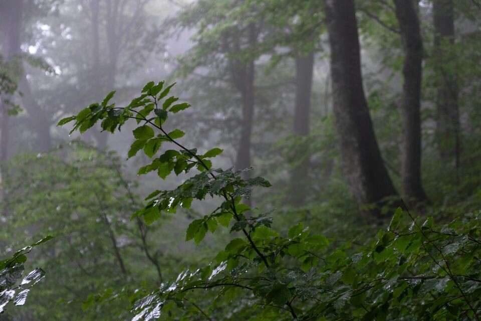    Дождь. Лето. Погода. Источник: unsplash.com