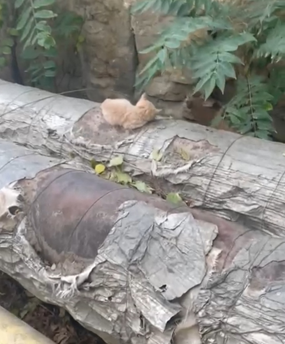 Фото автора. Вот таким я заметила его на видио в интернете.