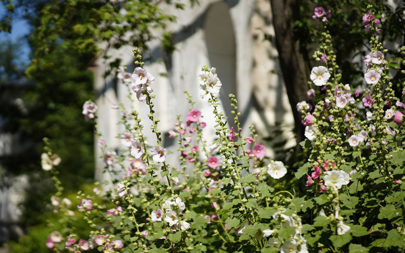    Желто-розовое море: в Ижевске заметили бурное цветение мальвы