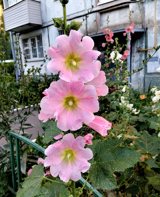  Розовая нежность у подъезда. Фото: Екатерина Ардашева