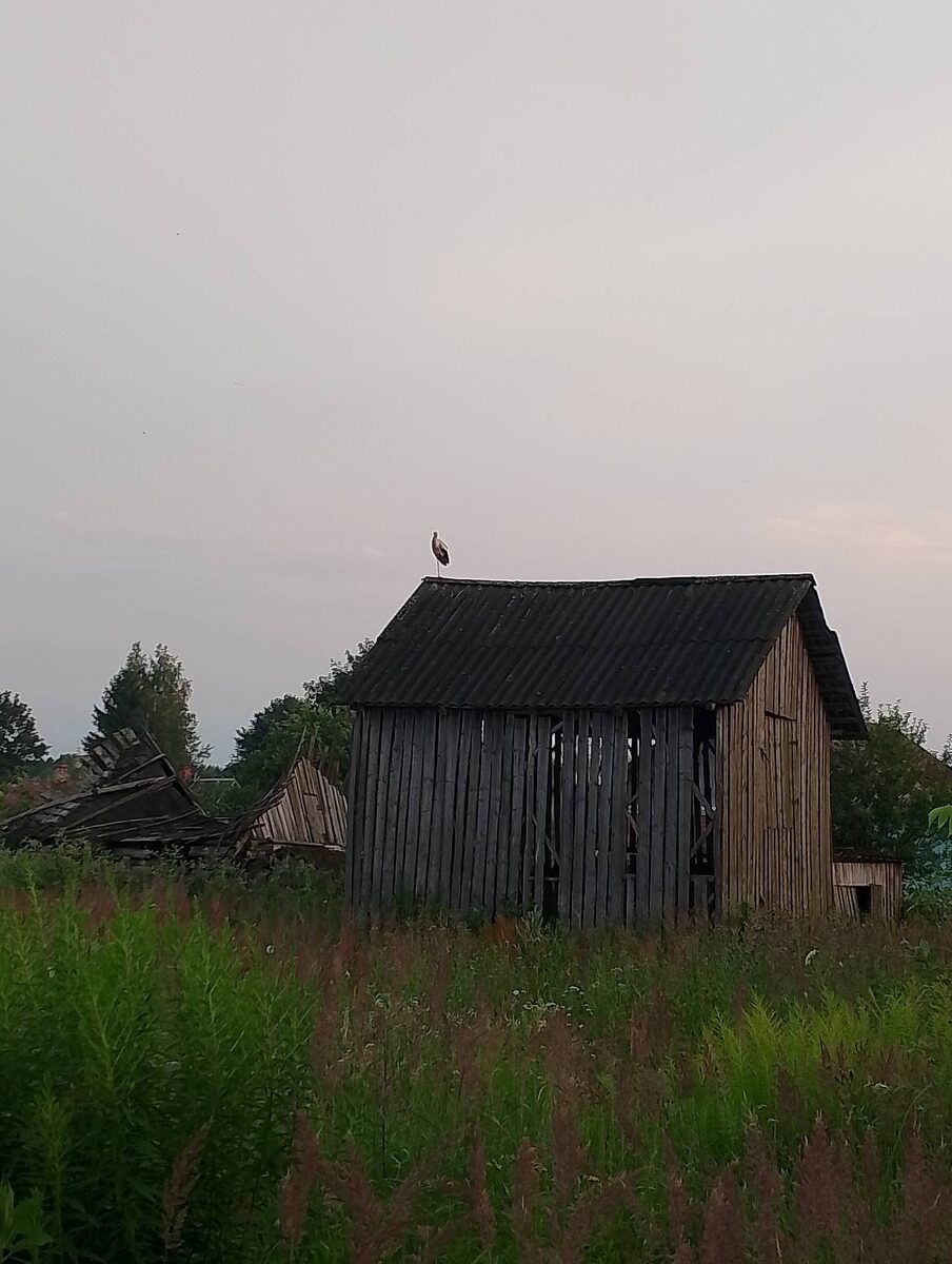 Какой смысл находит этот аист на крыше полуразвалившегося сарая? Причем каждый вечер.