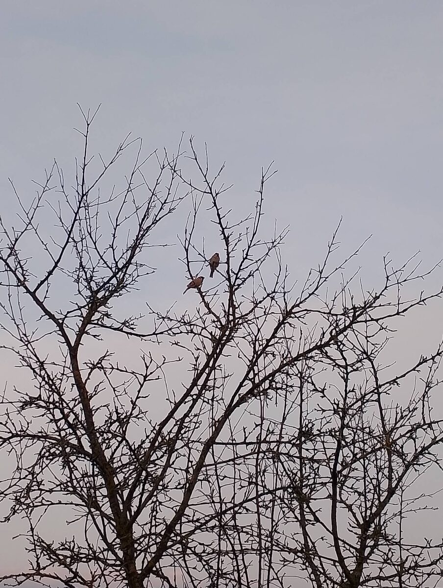 Смоленские воробьи в японском стиле