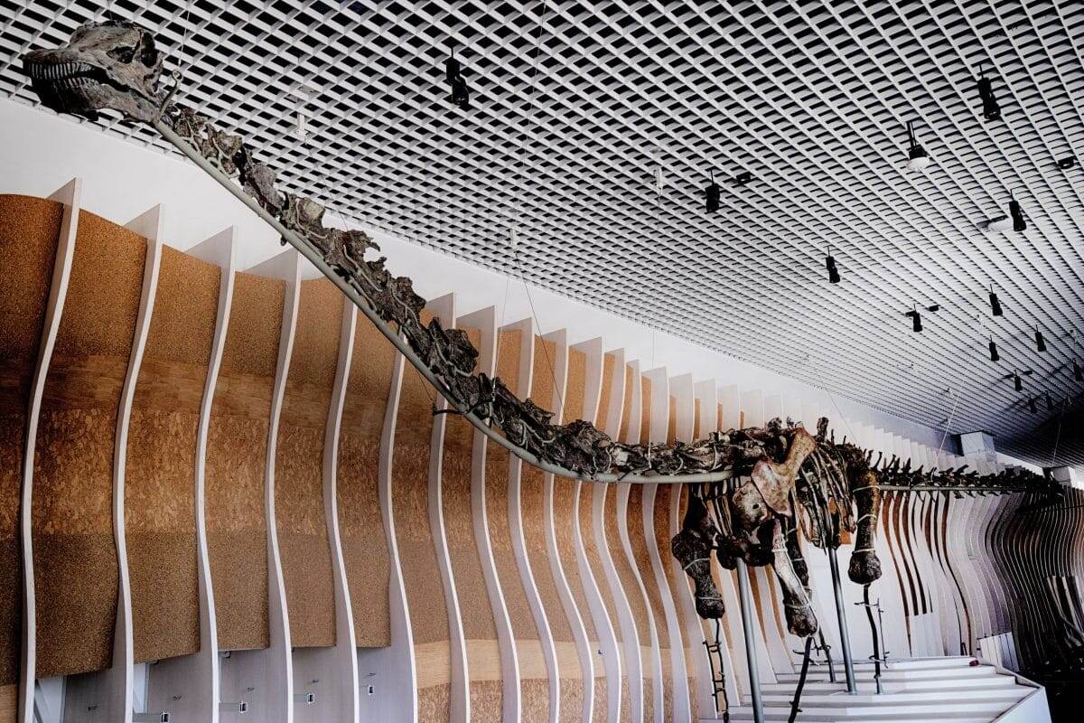    Скелет динозавра «Гнатали» с зеленым цветом костей / © AP Photo / Richard Vogel