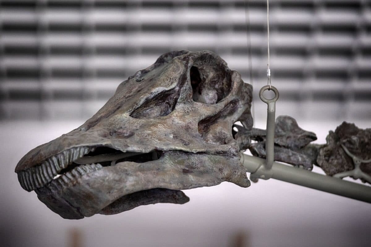    Скелет динозавра «Гнатали» с зеленым цветом костей / © AP Photo / Richard Vogel