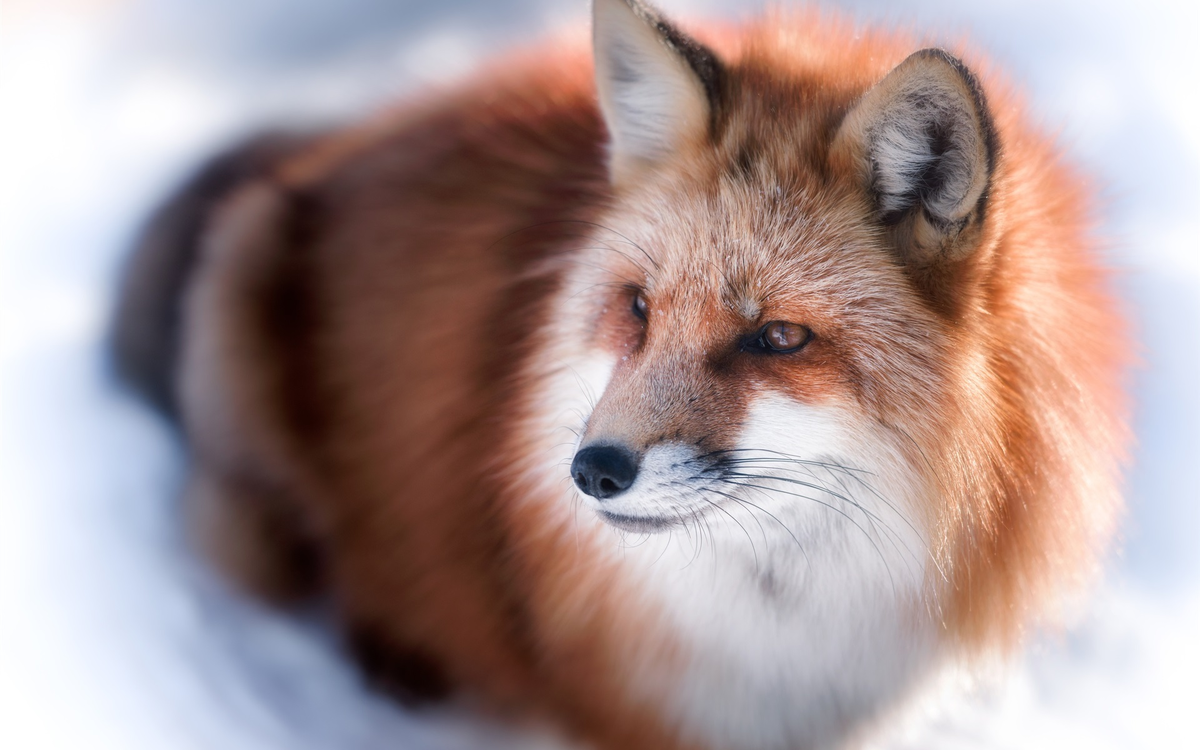 FireFox