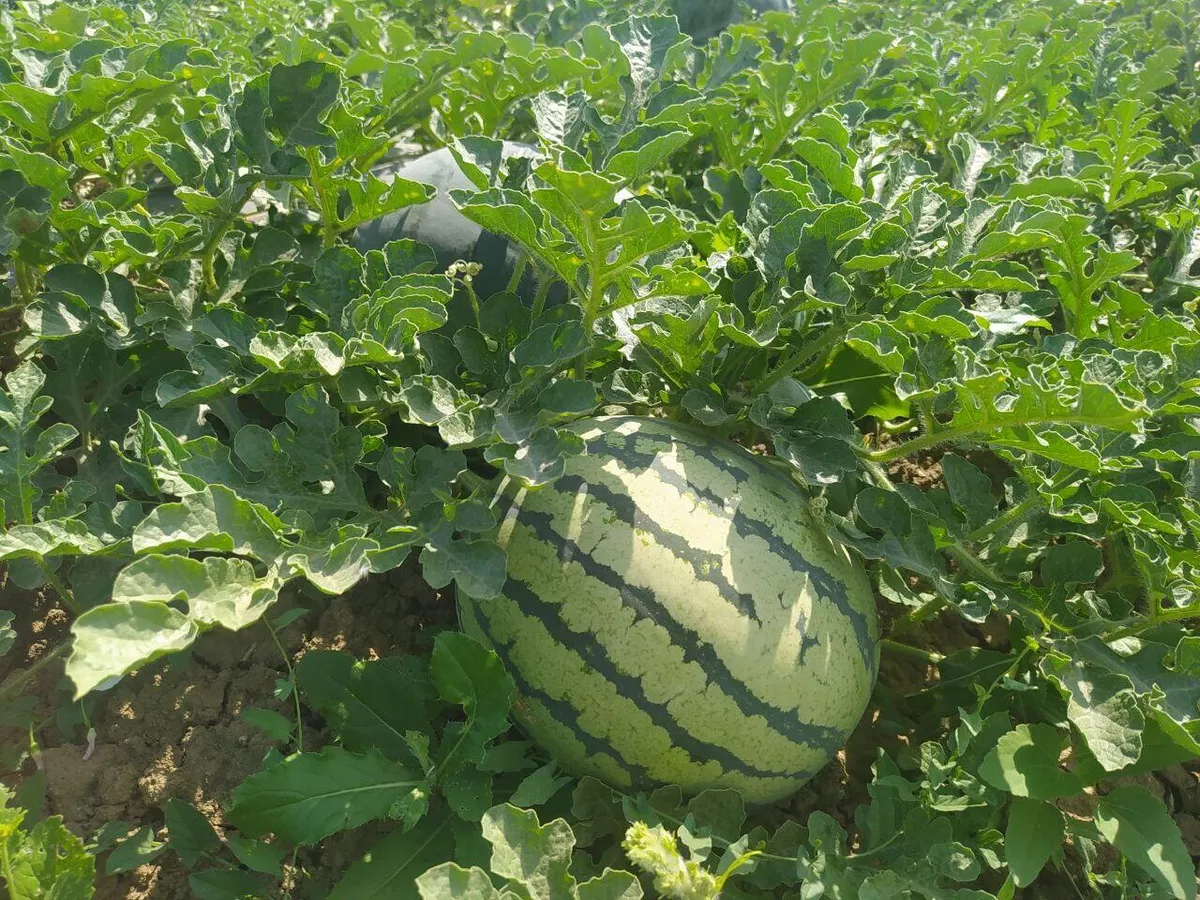 © Минсельхоз Крыма