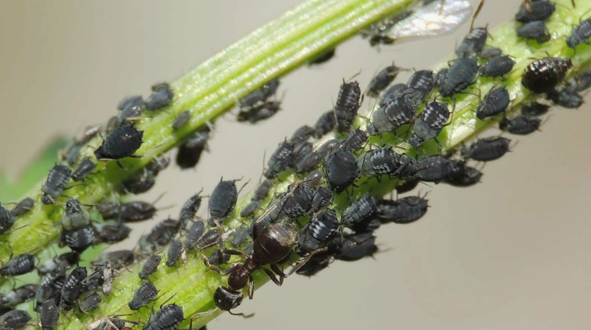 Колонии Тли