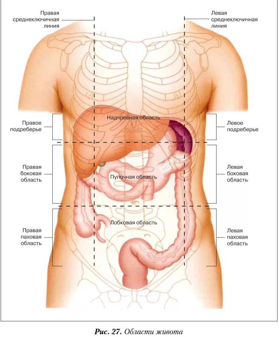 Области живота и локализация левого подреберья