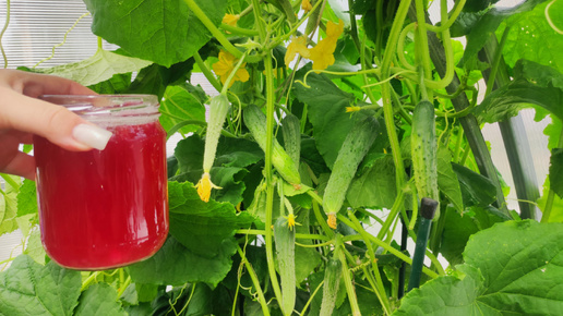 Лью в июле под огурцы, томаты, перцы, даже слабые обильно плодоносят, повысят урожай, вкусные и сладкие