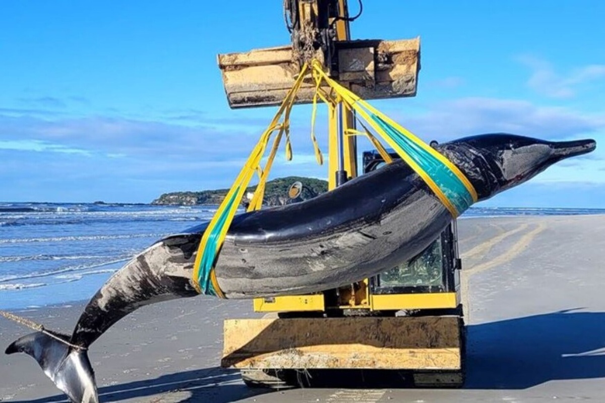 В Новой Зеландии на берег пляжа Отаго выбросился редчайший южноамериканский кит-ремнезуб. С 1800-х годов было зарегистрировано всего шесть особей этого вида.