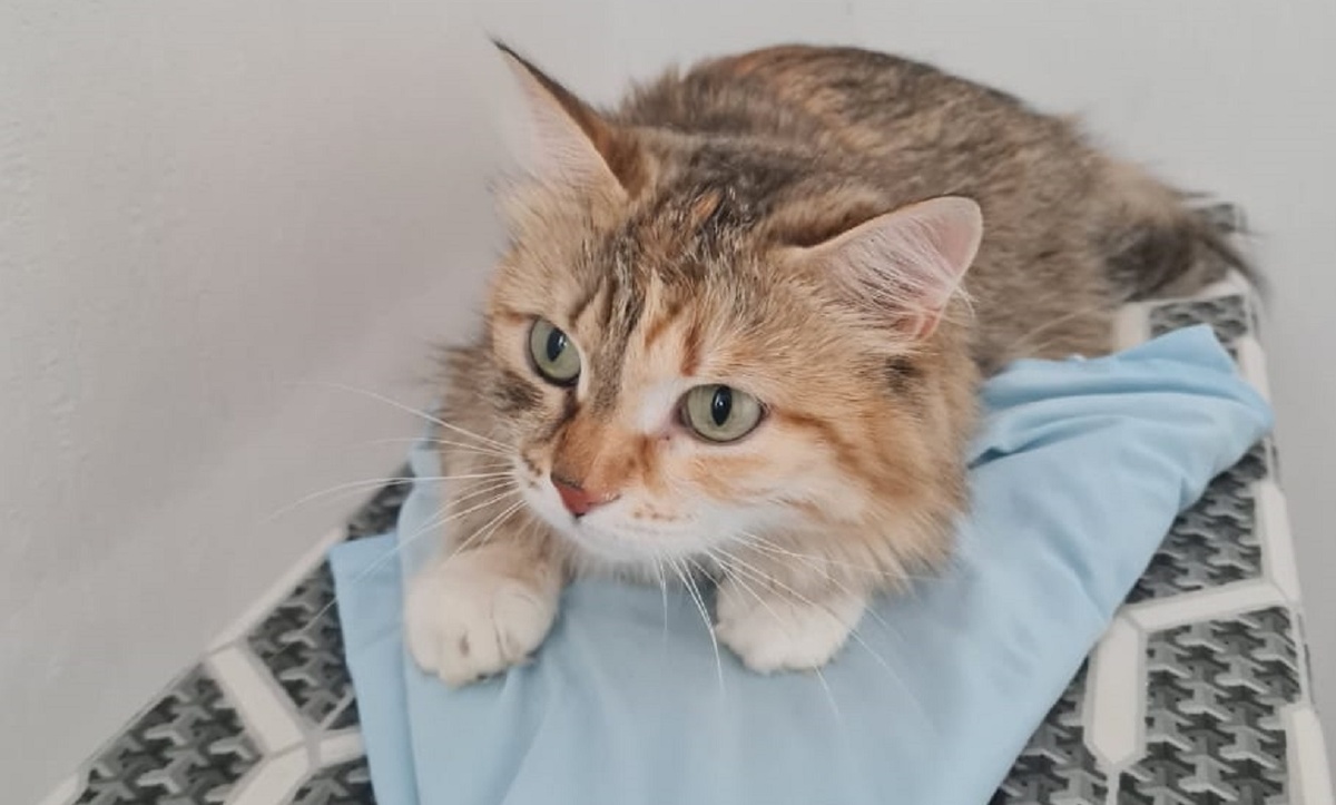 Животное три дня пребывало в состояни шока, но затем освоилось в новом доме.  Фото: Фото предоставлено пресс-службой Кольцово