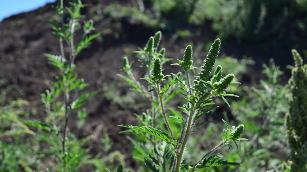    Фото: мэрия Краснодара