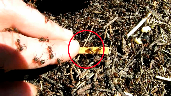 "Кислые палочки"