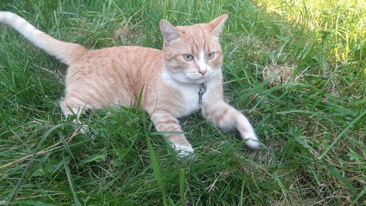 Тут Рыжик у дома, на траве. 