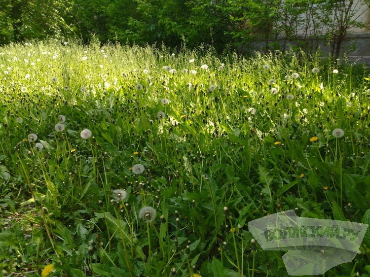 В Волжском продолжают косить сухую растительность во дворах и на общественных пространствах. Как сообщили Волжский.