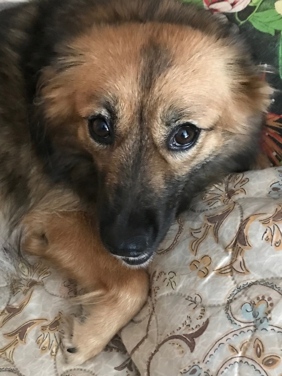 Цейка на диване под кондиционером