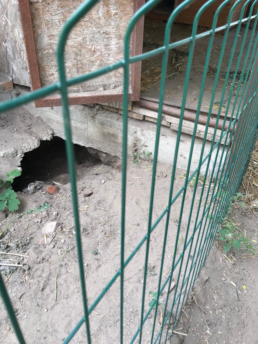 Цейкина нора. Глубоченная! Она аж под вольер уходит далеко.