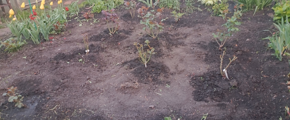 21 апреля 2023 года. Посадка роз.