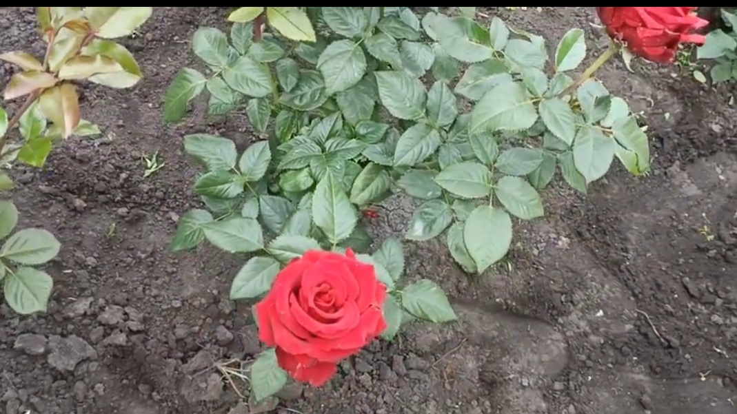 Это первое цветение розы Эксплорер. Июнь 2023 год.