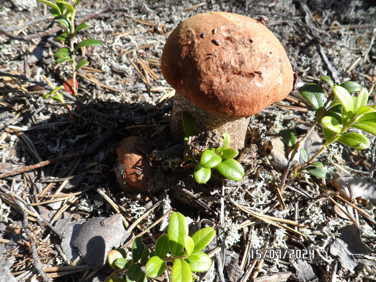 мамочка с доченькой