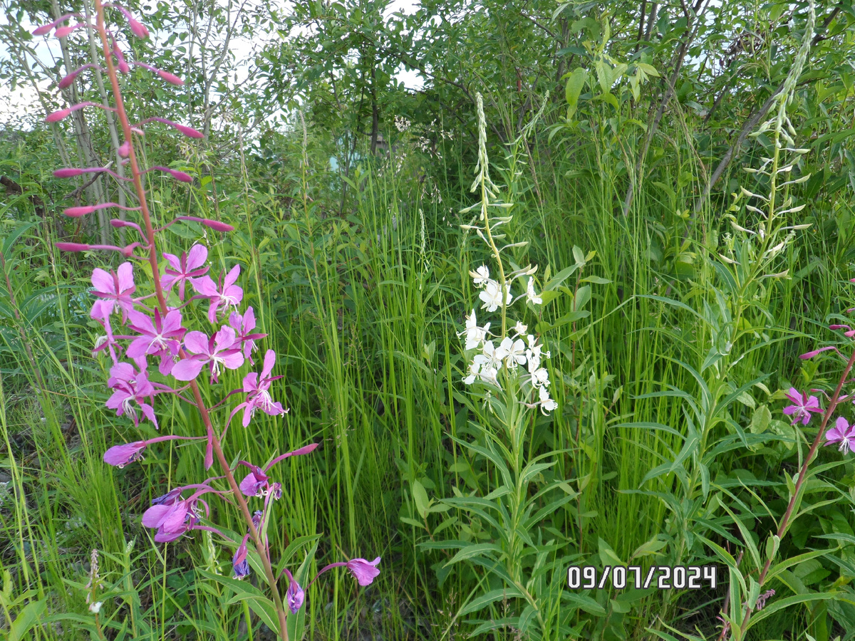 два кипрея, "ЗАПОЛЯРНЫЙ" и обыкновенный и шмель трудяга отказался мне позировать, в заботах он, торопится он (фото листайте страницу)