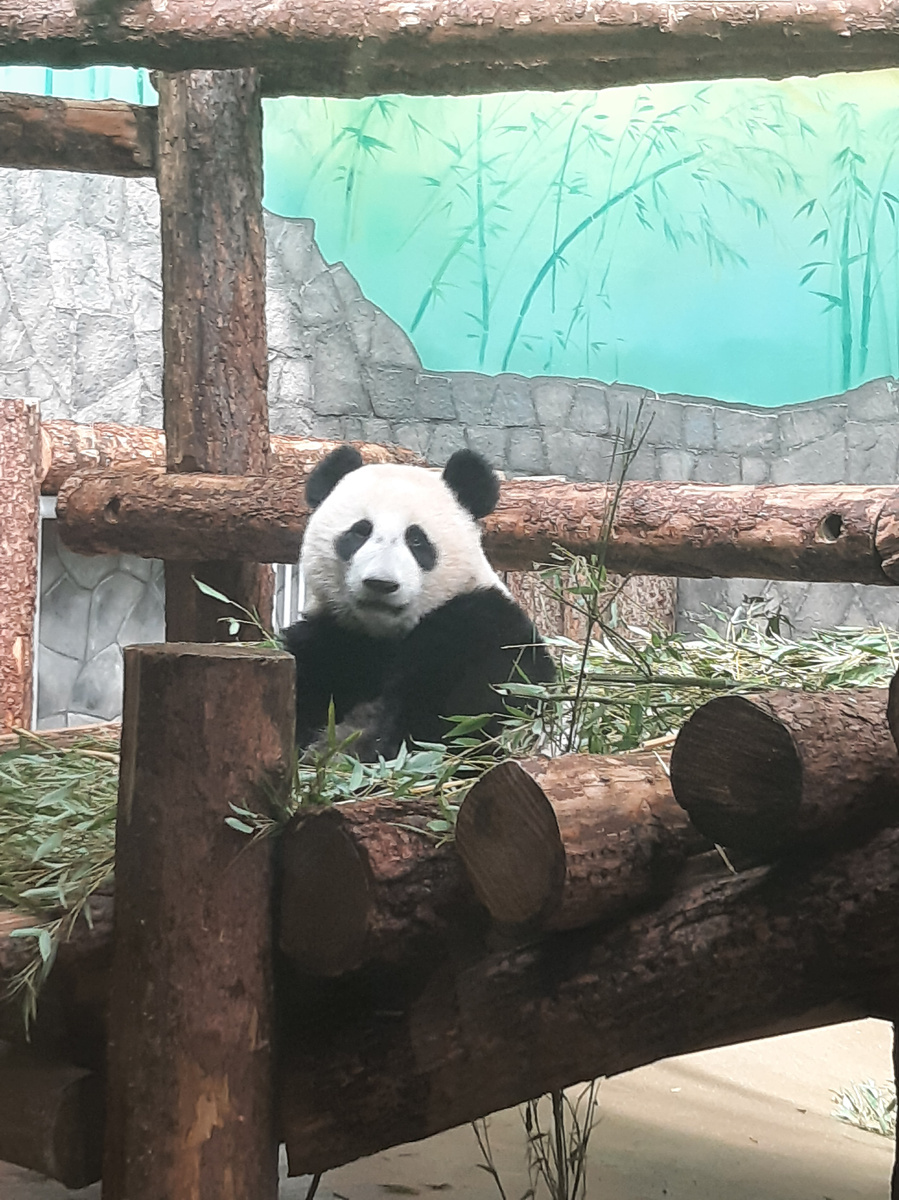 Панды очень тонко чувствуют энергию в месте, где живут, и размножаются только при очень хорошей энергетике. Поэтому из США всех панд увезли, им было дурно, а в Москве родилась Катюша.