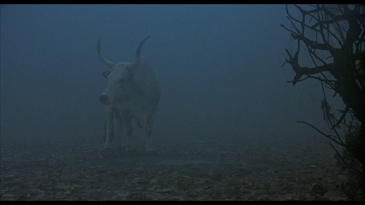 В галерее – кадры из итальянского фильма «Амаркорд»