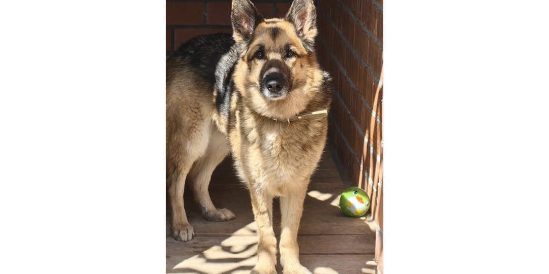 «Не можем содержать»: в Москве хозяева сдали свою собаку в отлов