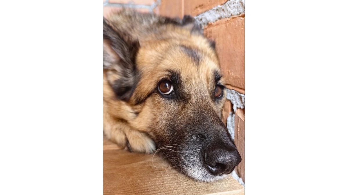 Брошенные животные. Можно выносить щенка улицу. Можно выносить щенка улицу. Собака в поезде. Можно выносить щенка улицу.