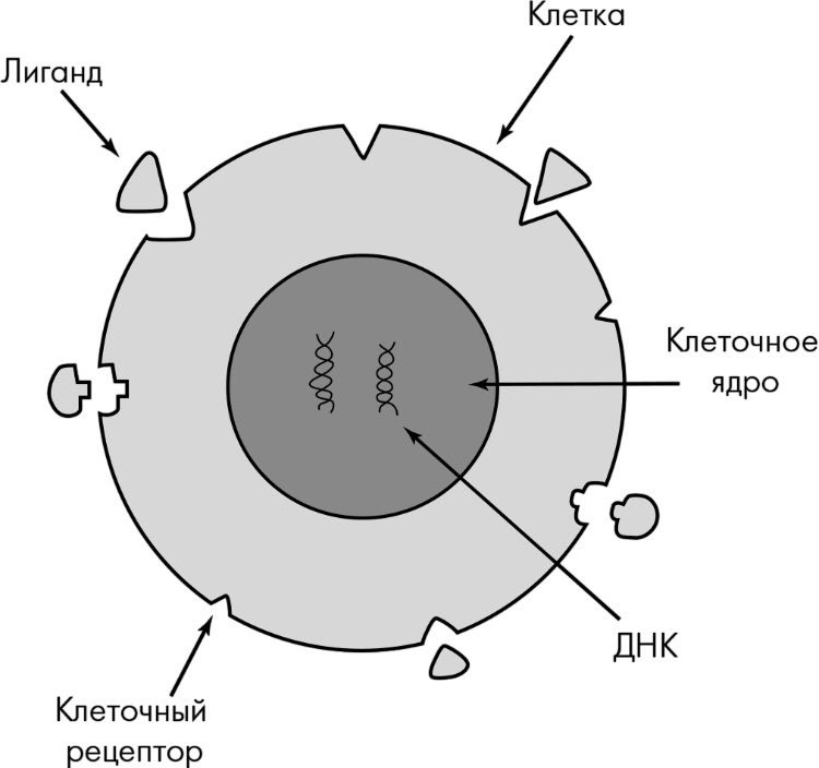 Рецепторы клетки