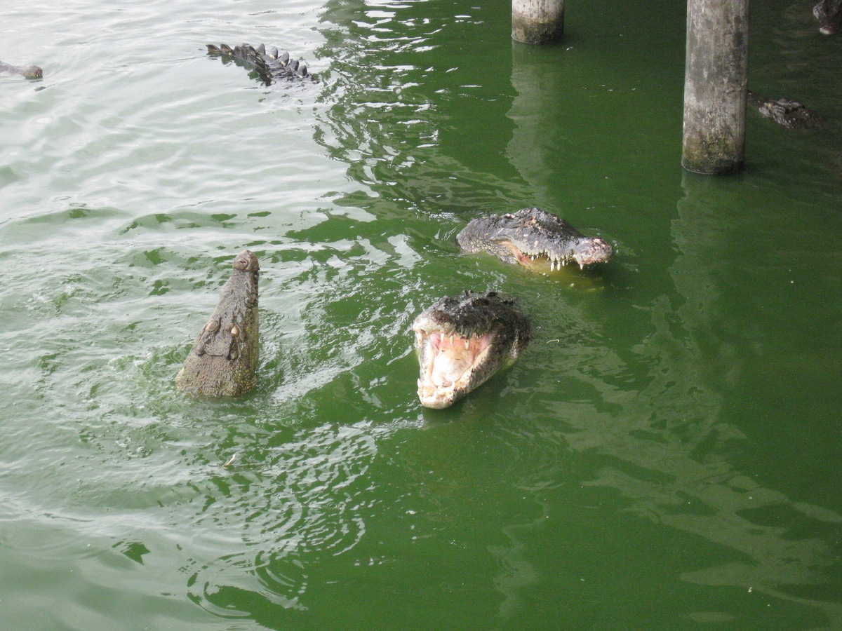 Добавьте описание