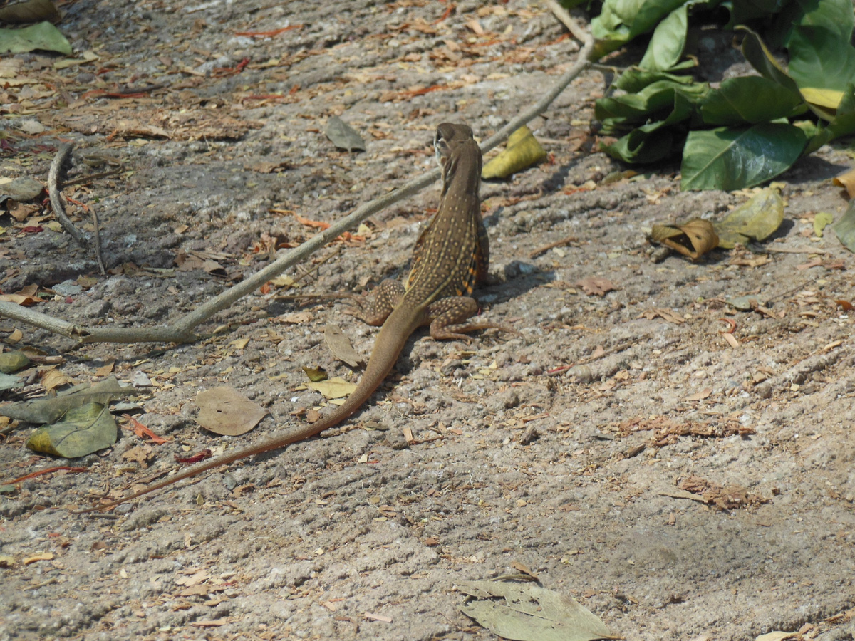 Добавьте описание