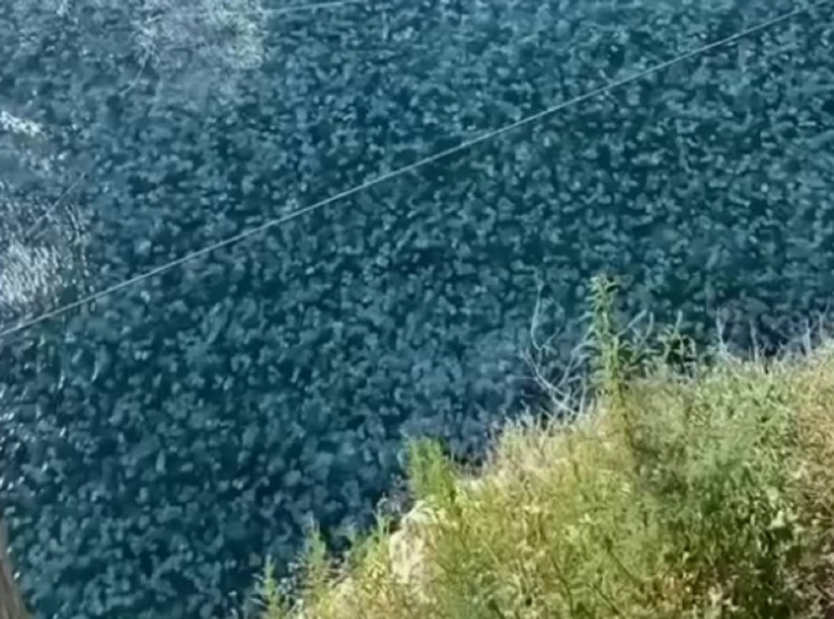 Скрин с видео.