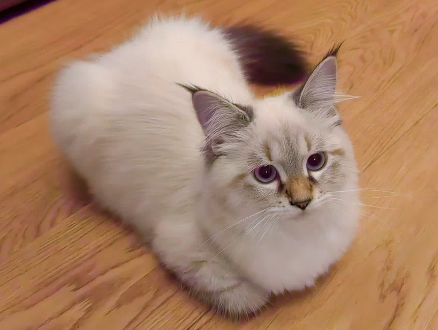 Кысонька осуждающе смотрит 