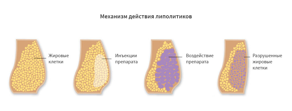 Механизм работы липолитиков