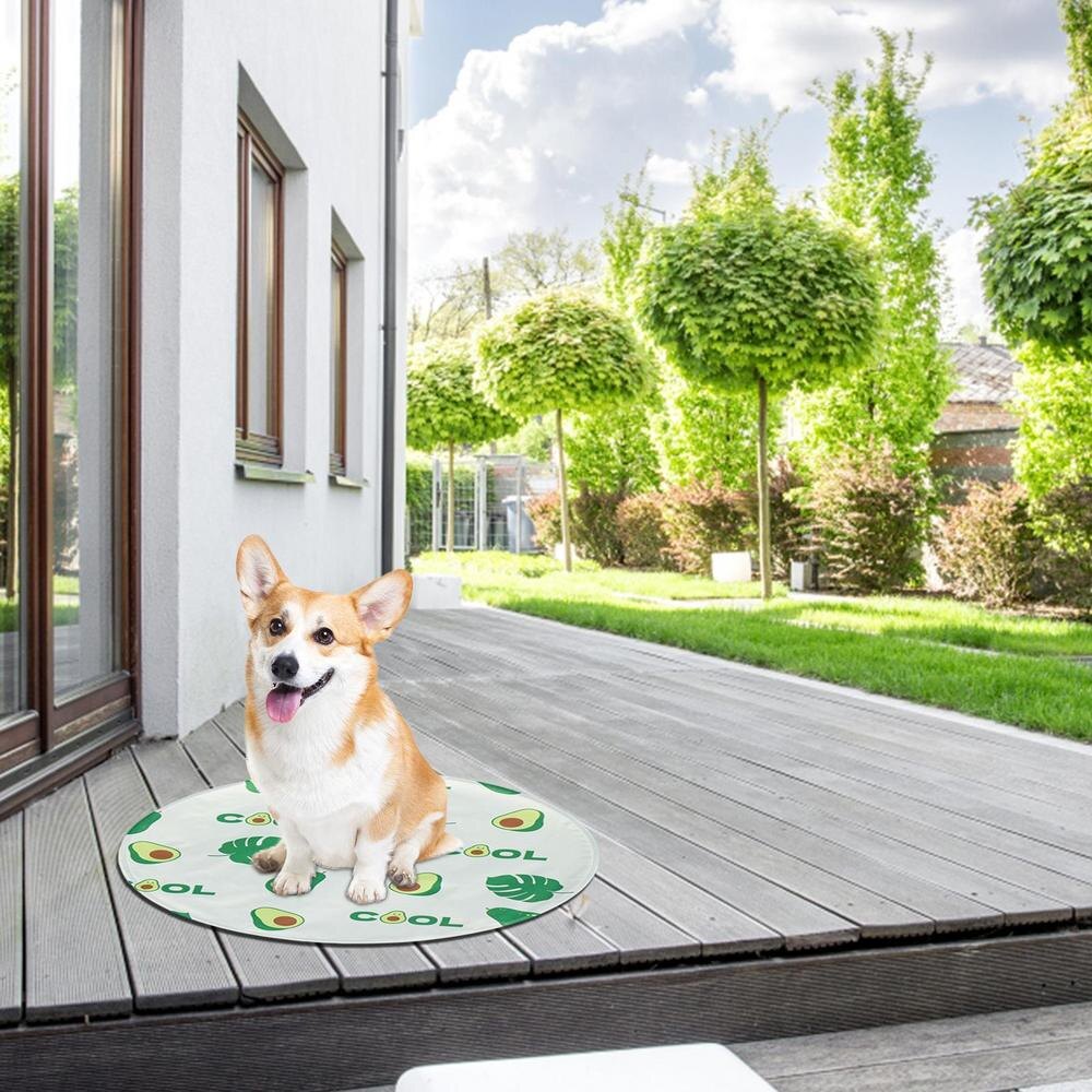 Вельш корги пемброк. Welsh corgi pembroke. TelmanHaus.