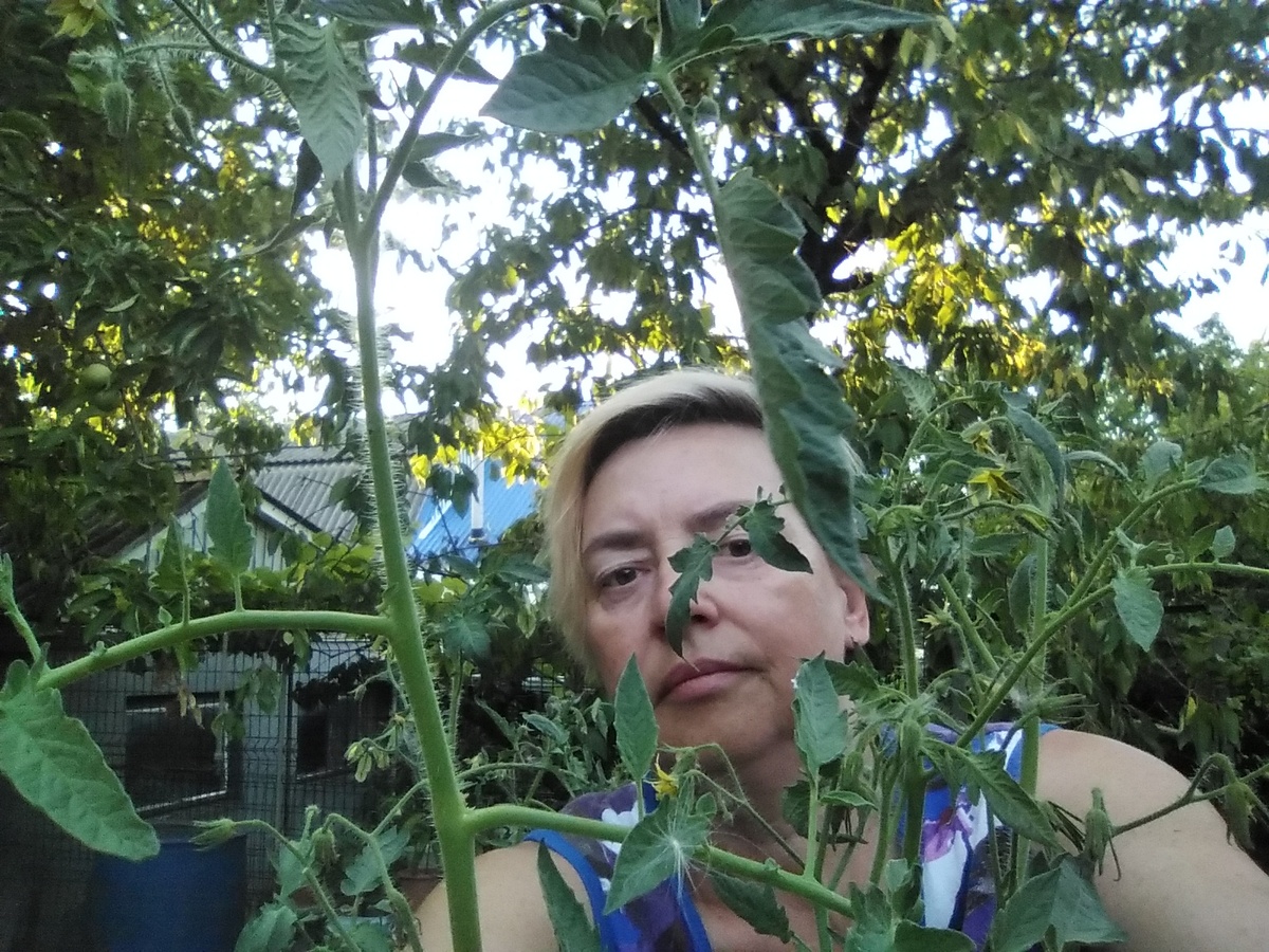 Это я в старом доме. Передо мной помидоры, сзади моя баня, серая стена и два окошка. И новая синяя крыша моей половины дома.