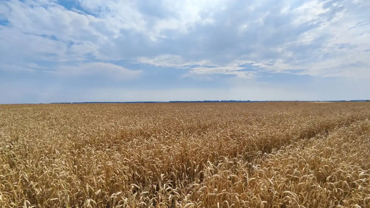 Фото:© Артем Борисов / Glavagronom.ru На Белгородчине не будут убирать зерновые на 6000 га из-за обстрелов