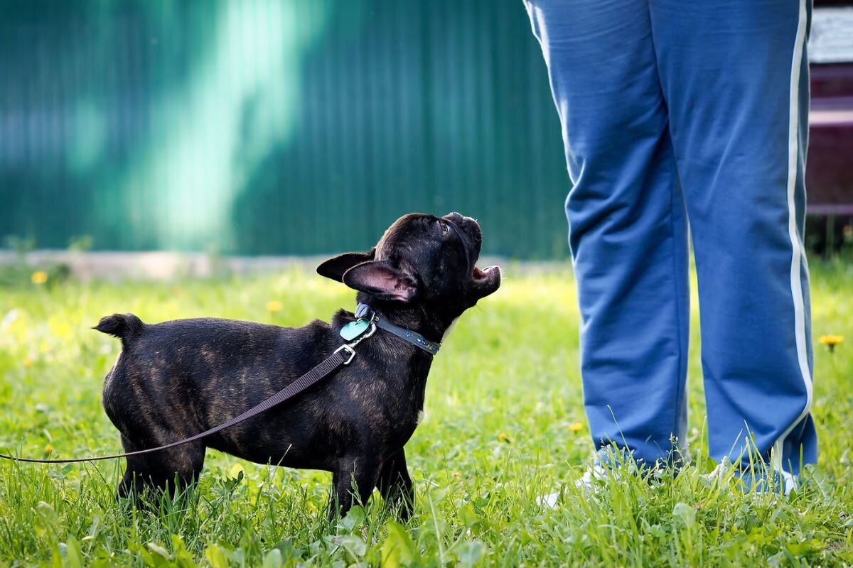 Почему собака на меня лает?