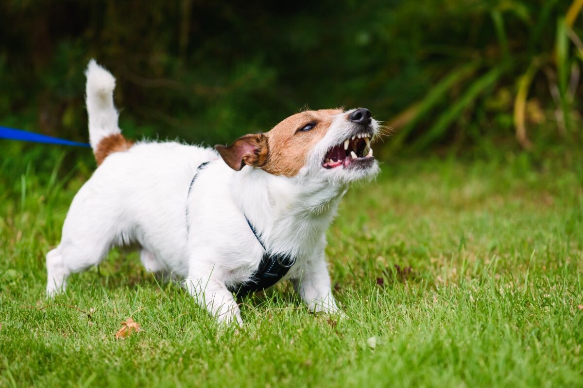 Лающая собака 