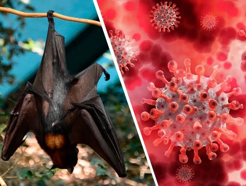 Предполагаемый переносчик COVID-19