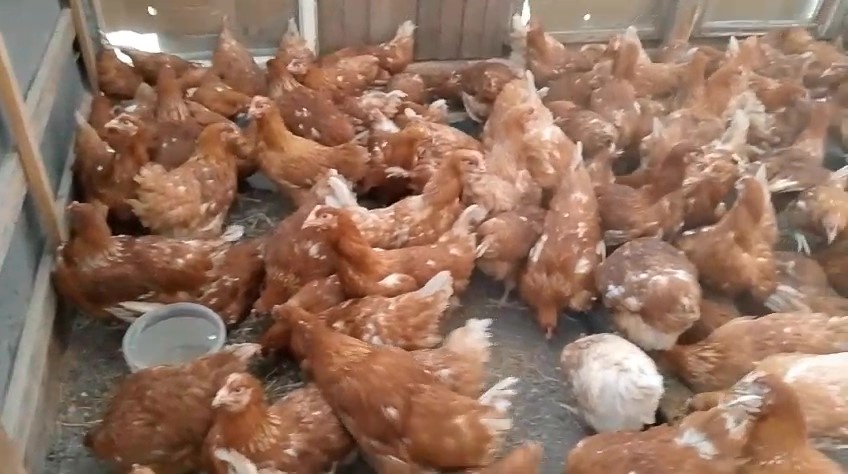 Но девочки хорошие, крупненькие уже, и названному возрасту в 5,5 месяцев я верю.