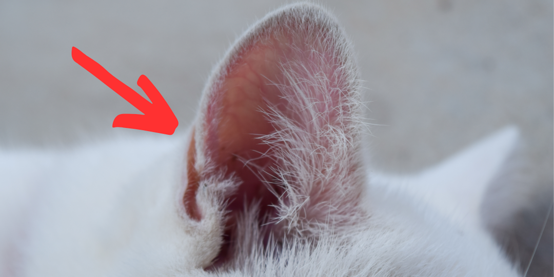 Карман Генри у кошек: самая необычная часть тела, которую часто не замечают