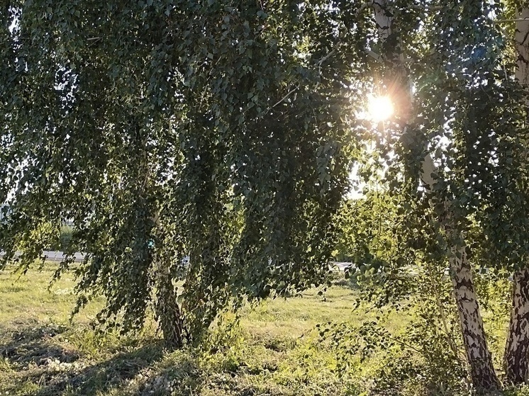     Фото: Наталья Шлюшинская / МК в Омске