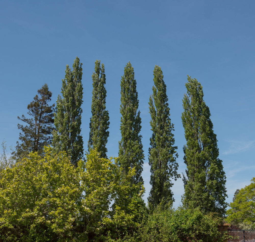    Устремленные в небо кроны тополей