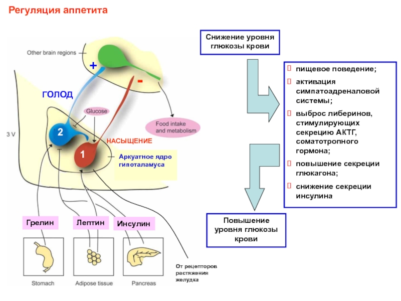 Регуляция аппетита