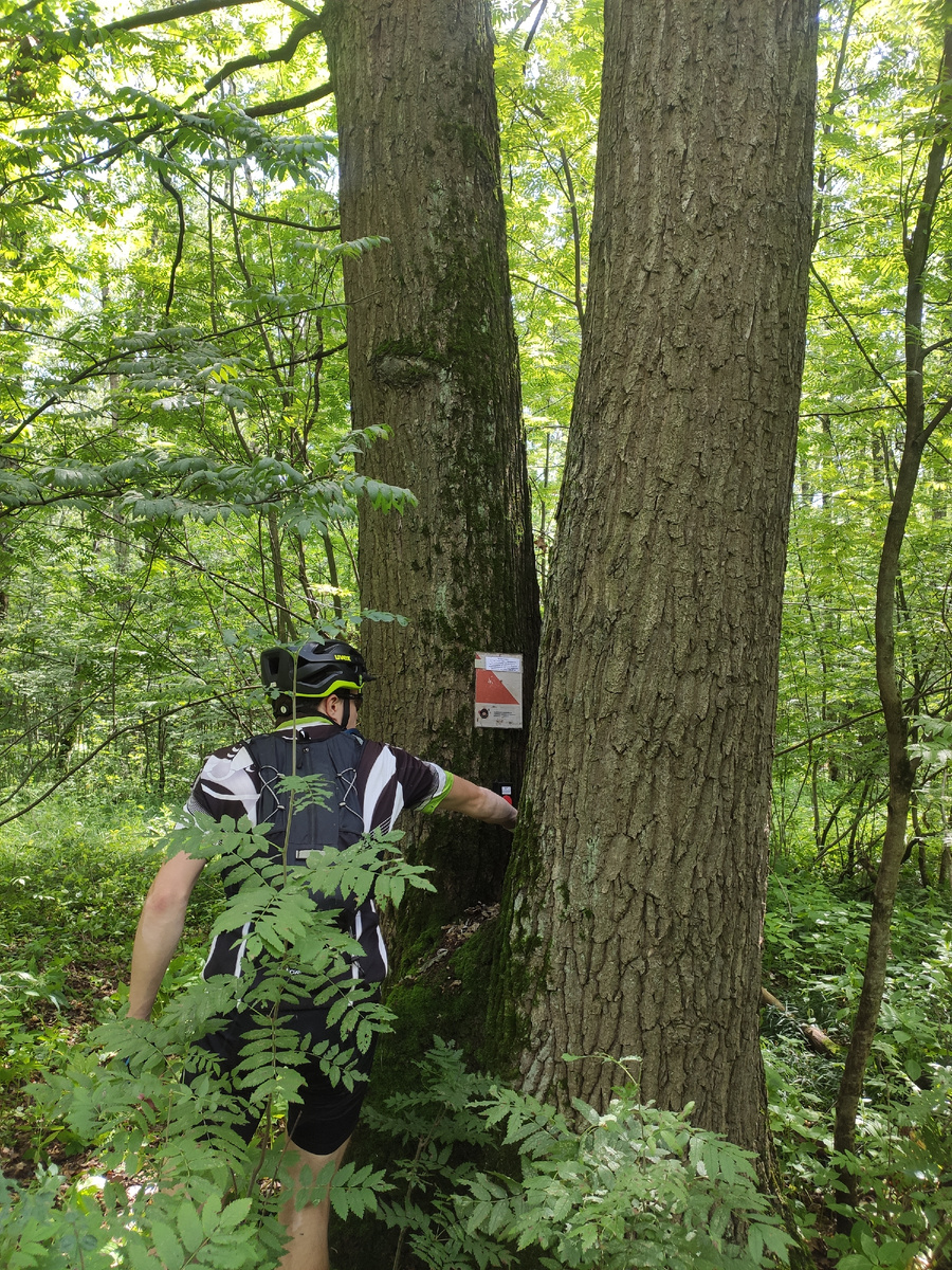 Интересное описание данного контрольного пункта - "внутри трёхствольного дуба"